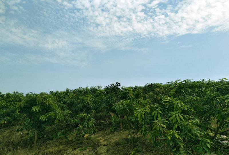 愛普豐澤晟華：為農(nóng)服務，我們是快樂的